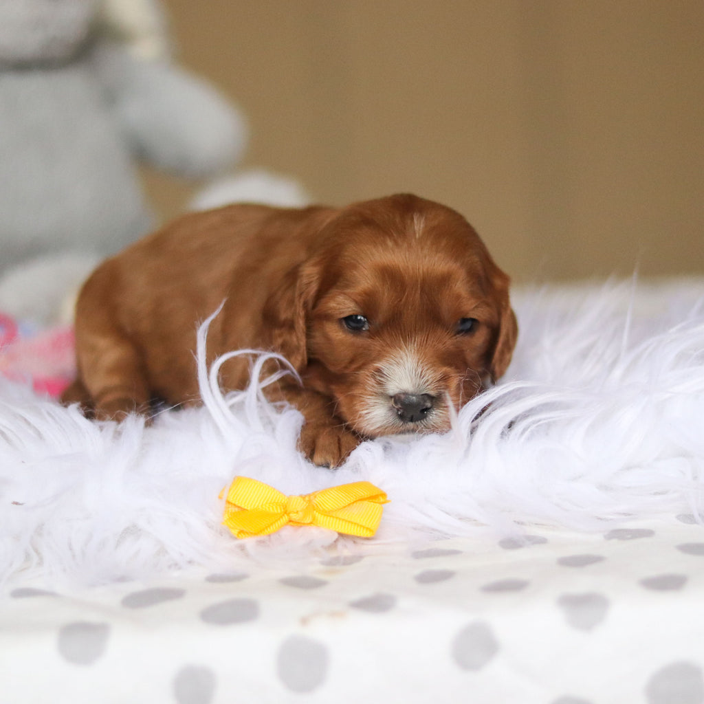 Zippy - Available 3/26