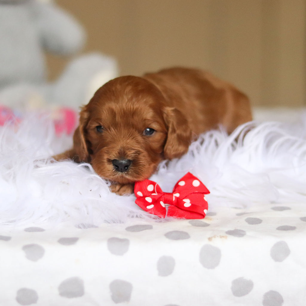 Douglas - Available 3/26