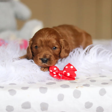 Douglas - Available 3/26