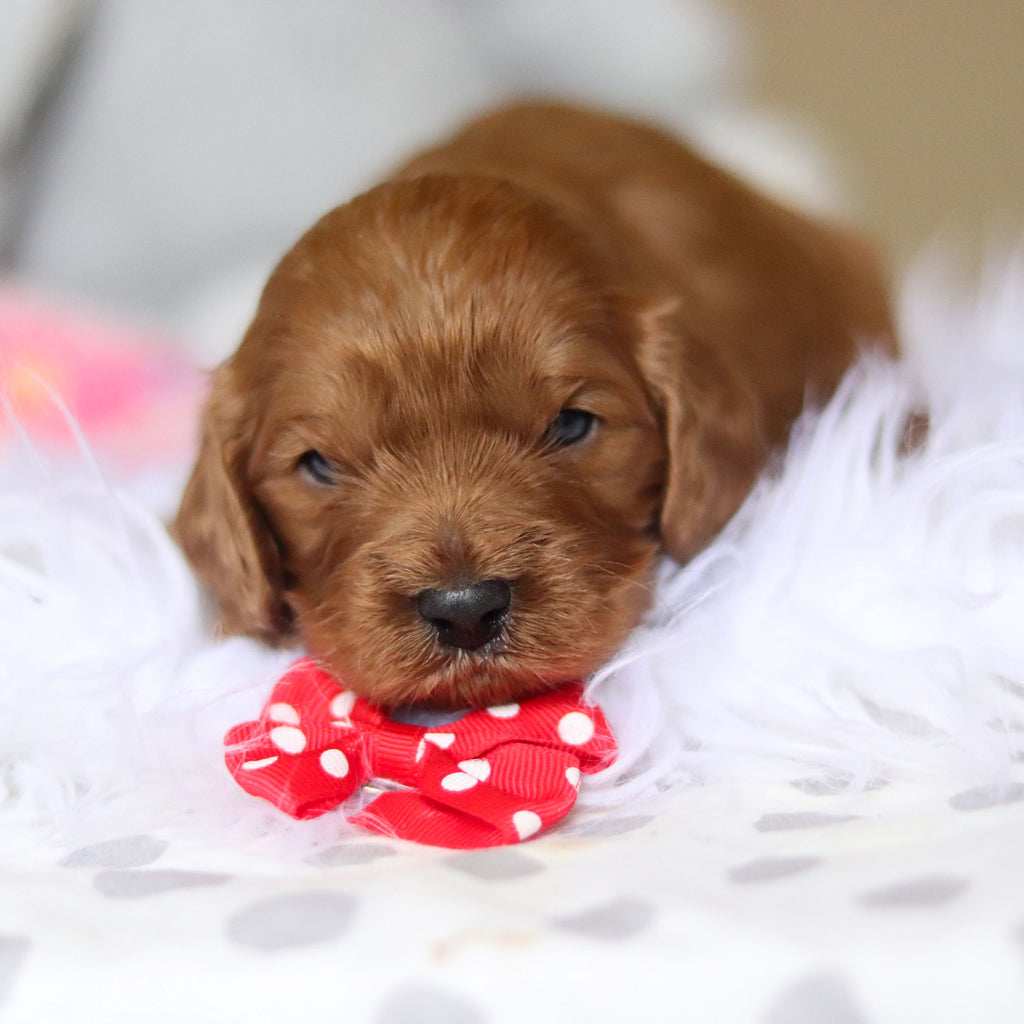 Douglas - Available 3/26