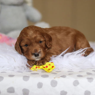 Stevie - Available 3/26