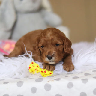 Stevie - Available 3/26