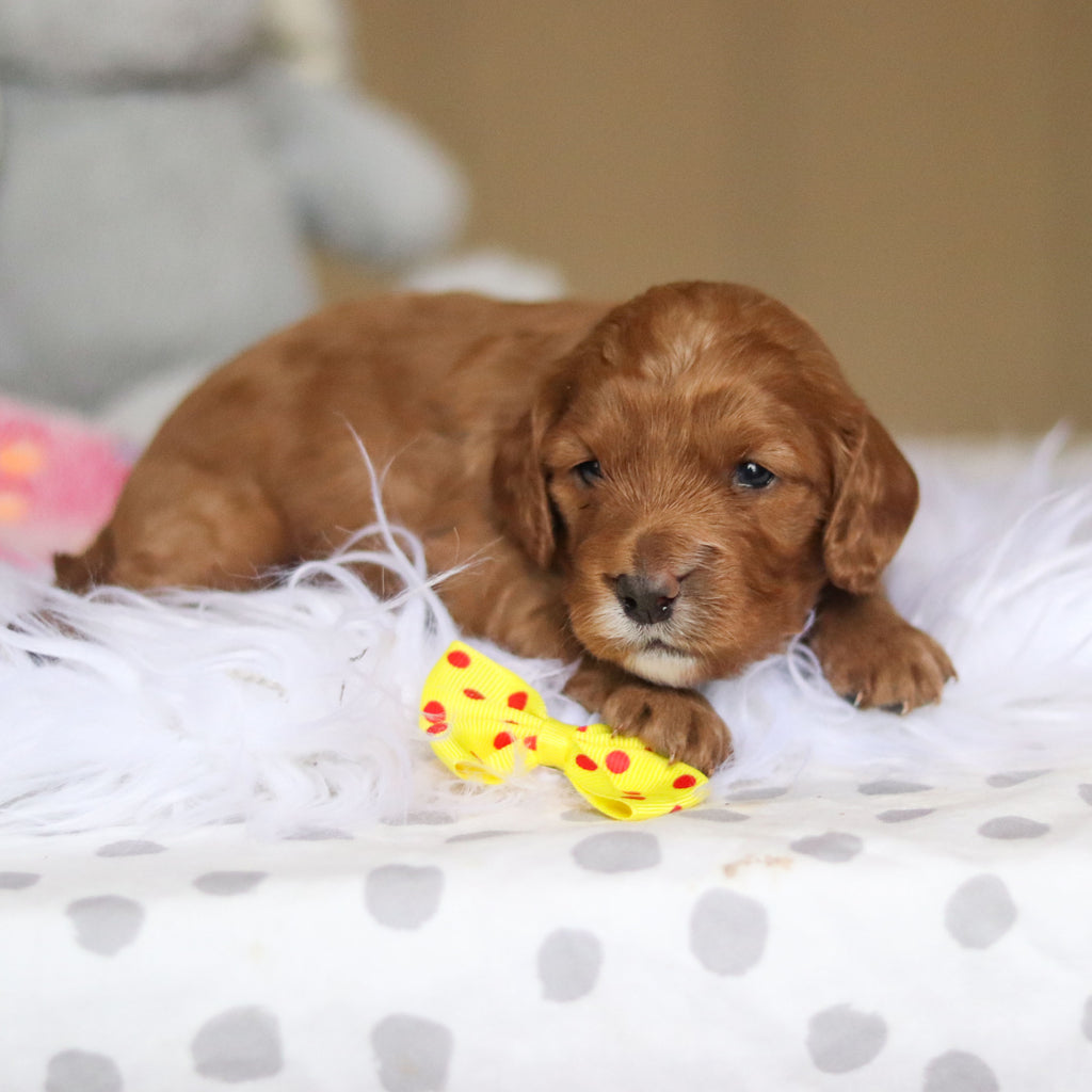 Stevie - Available 3/26