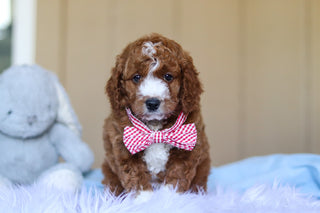 Ezra - Available Now