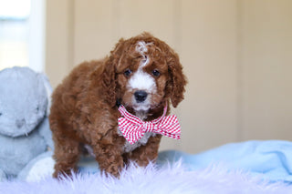 Ezra - Available Now