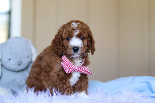 Ezra - Available Now