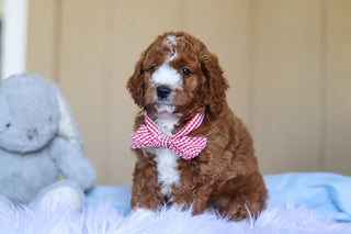 Ezra - Available Now