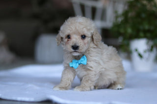 Grant - Available 3/19