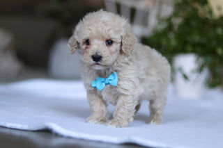 Grant - Available 3/19