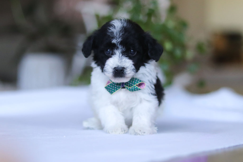 Gavin - Available 3/19