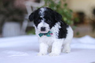 Gavin - Available 3/19