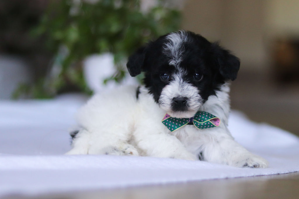 Gavin - Available 3/19