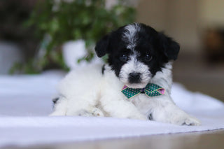 Gavin - Available 3/19