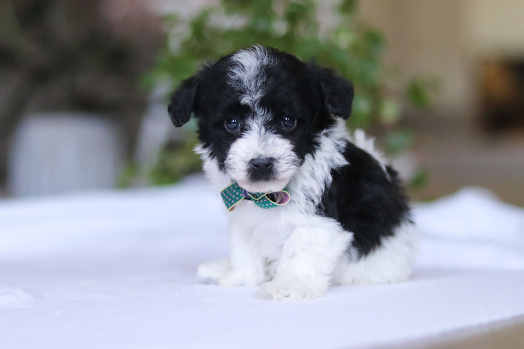 Gavin - Available 3/19