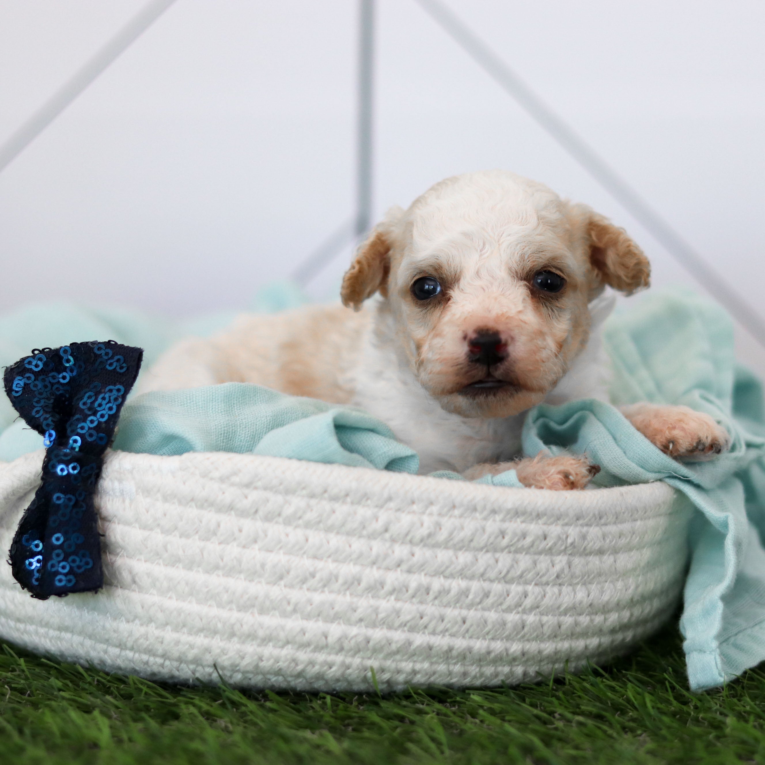 Why choose Happytail puppies