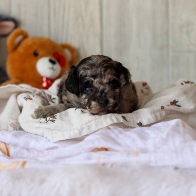 Sampson - Available 6/4