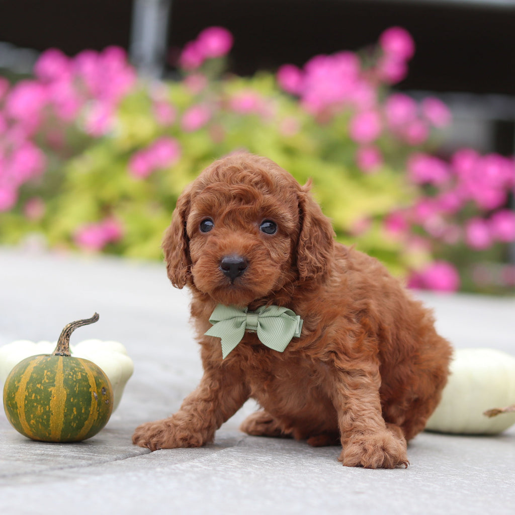 Myles - Available 10/22