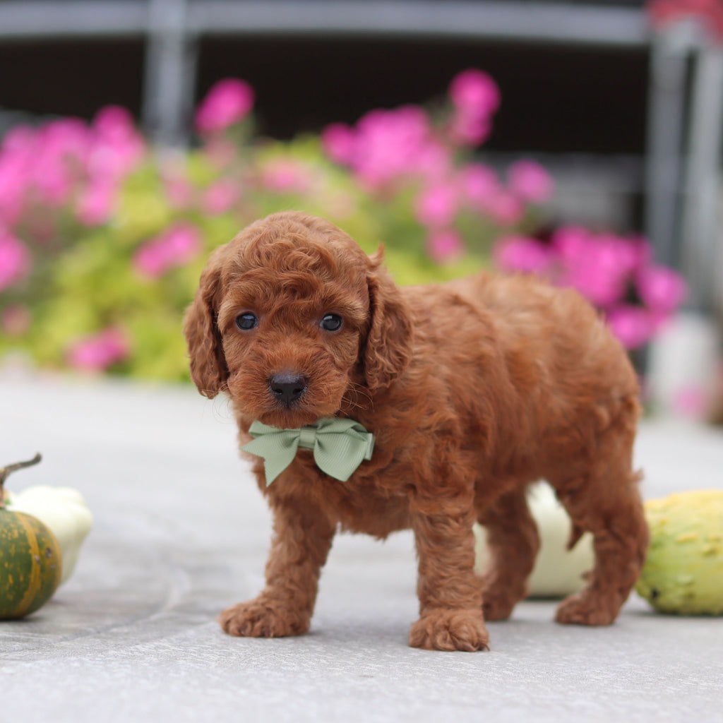 Myles - Available 10/22