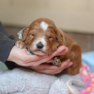 Francisco - Available 3/12