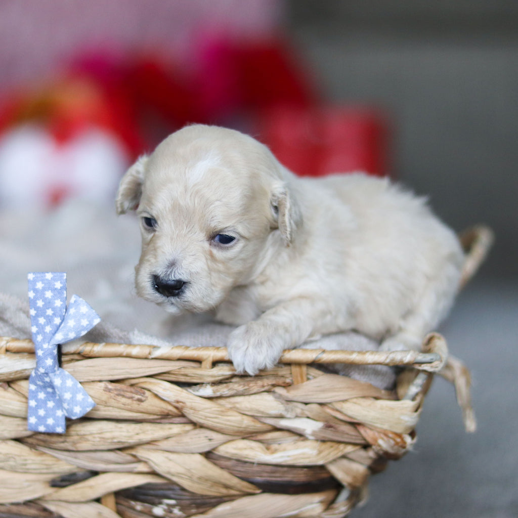 Grant - Available 3/19