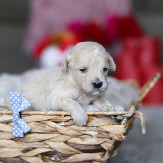 Grant - Available 3/19