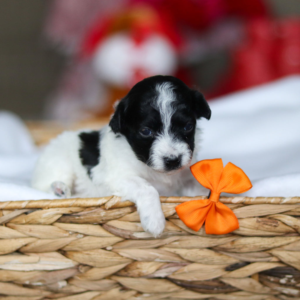 Gavin - Available 3/19