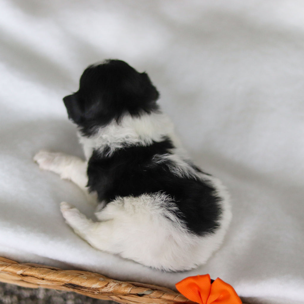 Gavin - Available 3/19