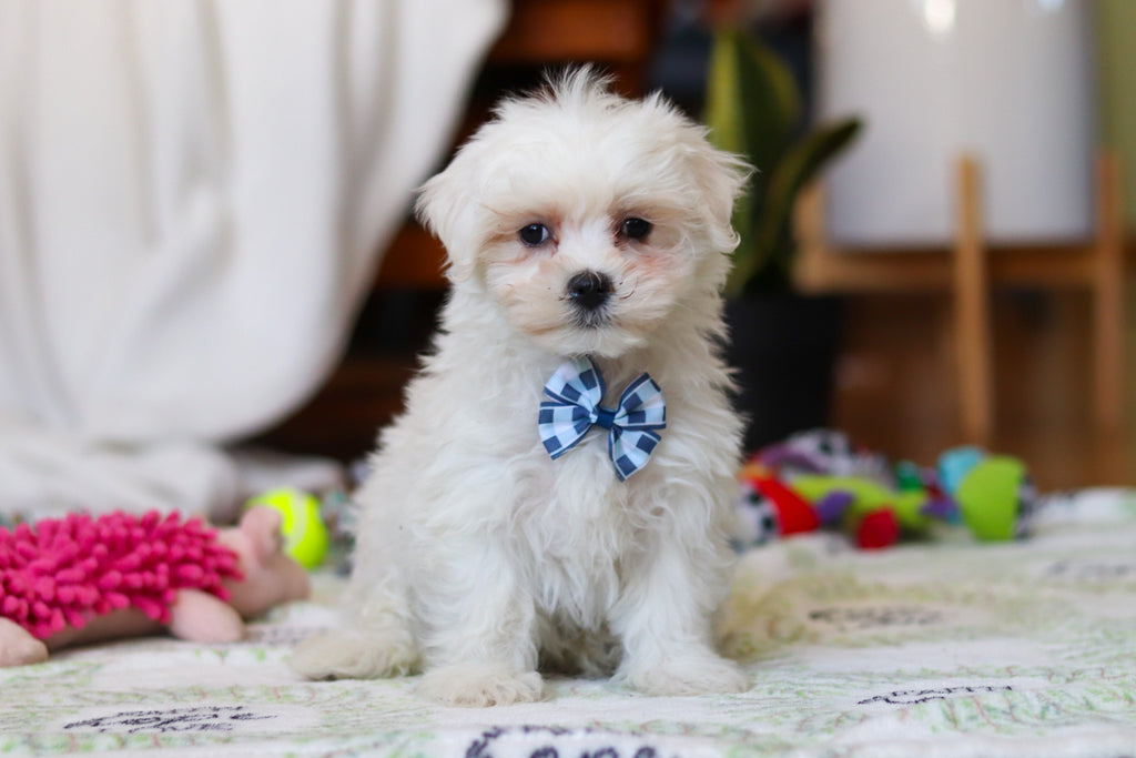 Rowan - Available Now