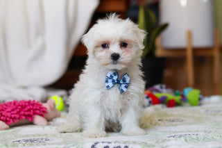 Rowan - Available Now