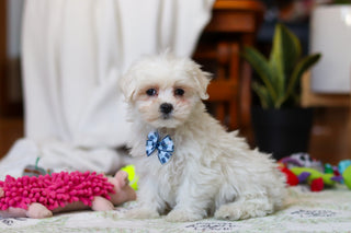 Rowan - Available Now