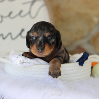 Quinn - Available 11/19