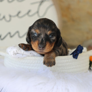 Quinn - Available 11/19