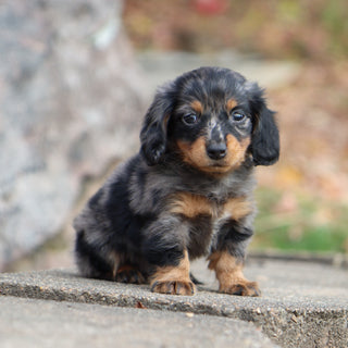 Quinn - Available 11/19