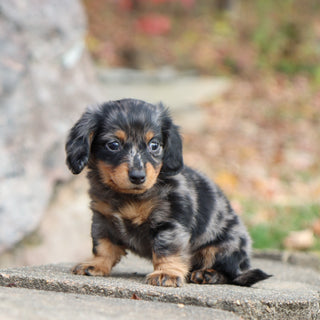 Quinn - Available 11/19