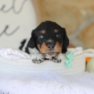 Kade - Available 11/19