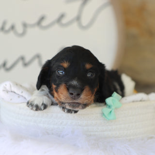 Kade - Available 11/19