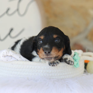 Kade - Available 11/19