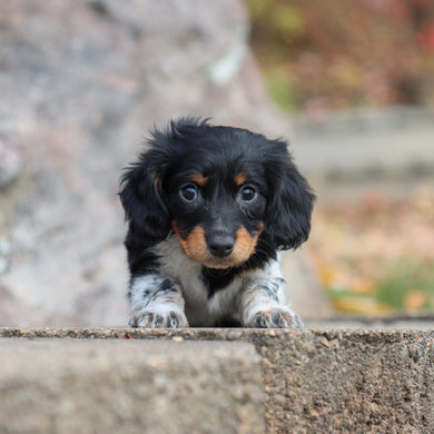 Kade - Available 11/19