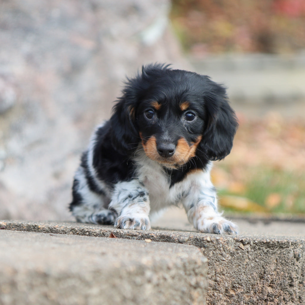 Kade - Available 11/19