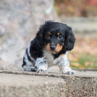 Kade - Available 11/19