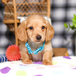 Luca - Available 3/5