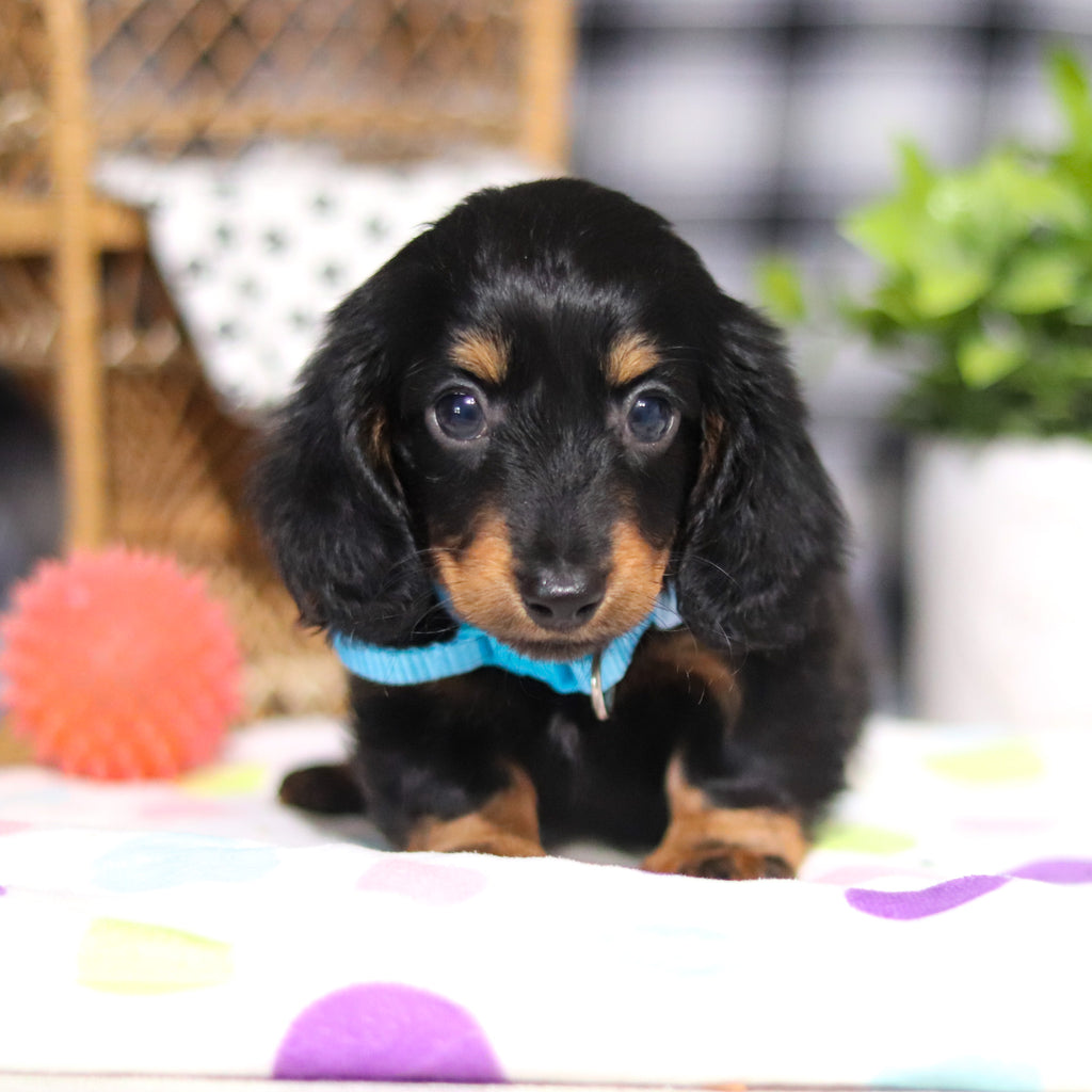 Oakley - Available 3/5