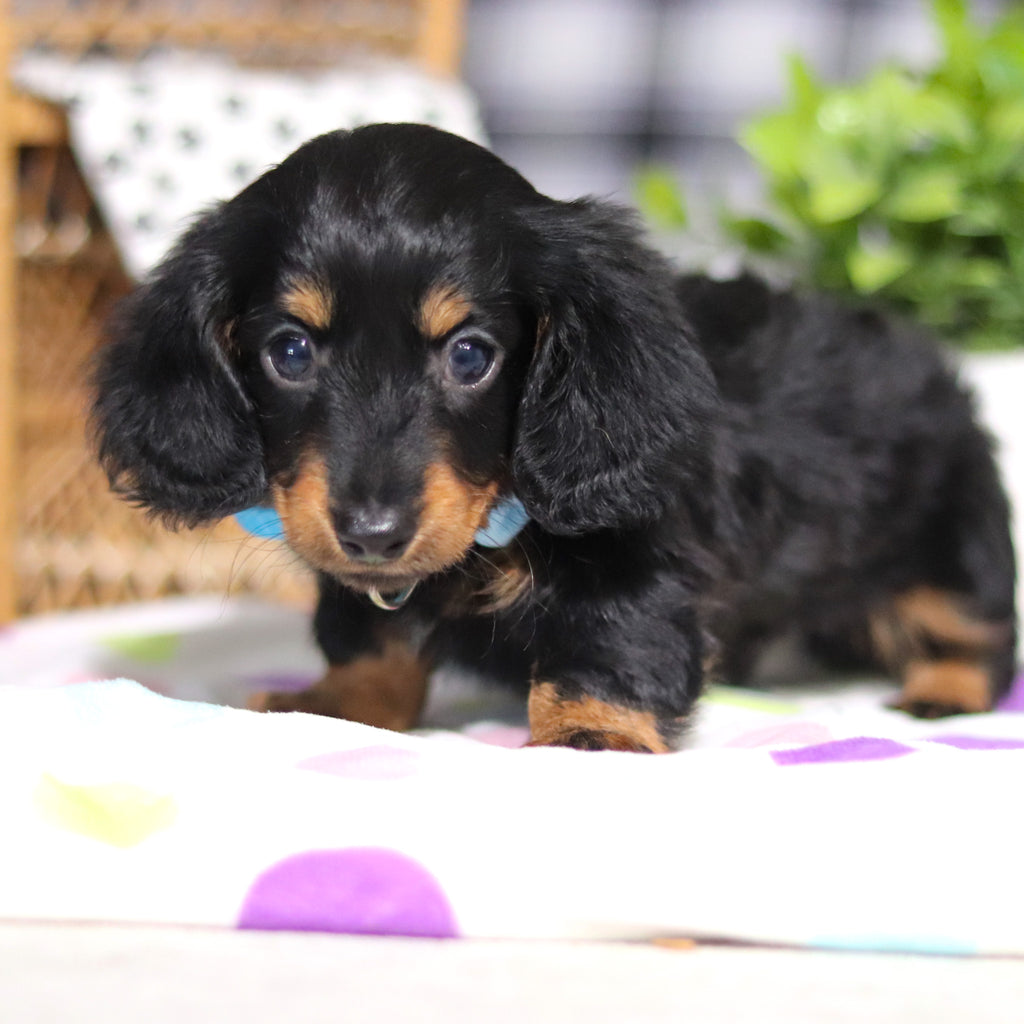 Oakley - Available 3/5