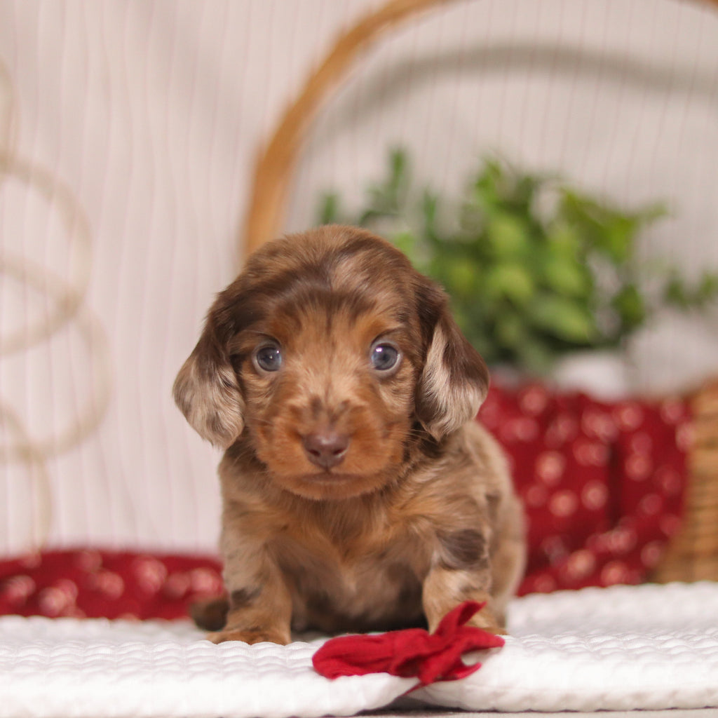 Cashew - Available 4/23