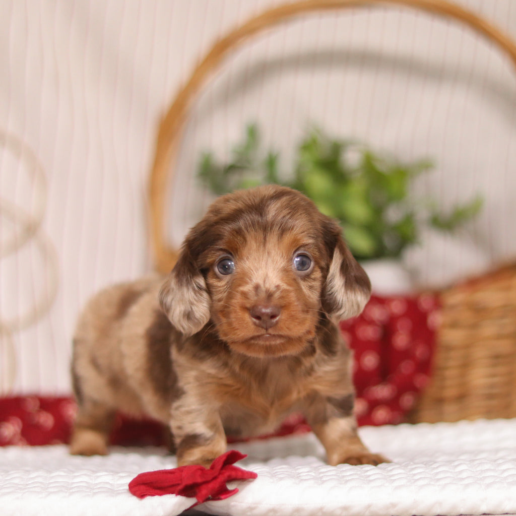 Cashew - Available 4/23