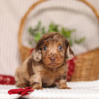 Cashew - Available 4/23