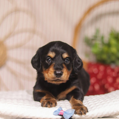 Hopper - Available 4/23