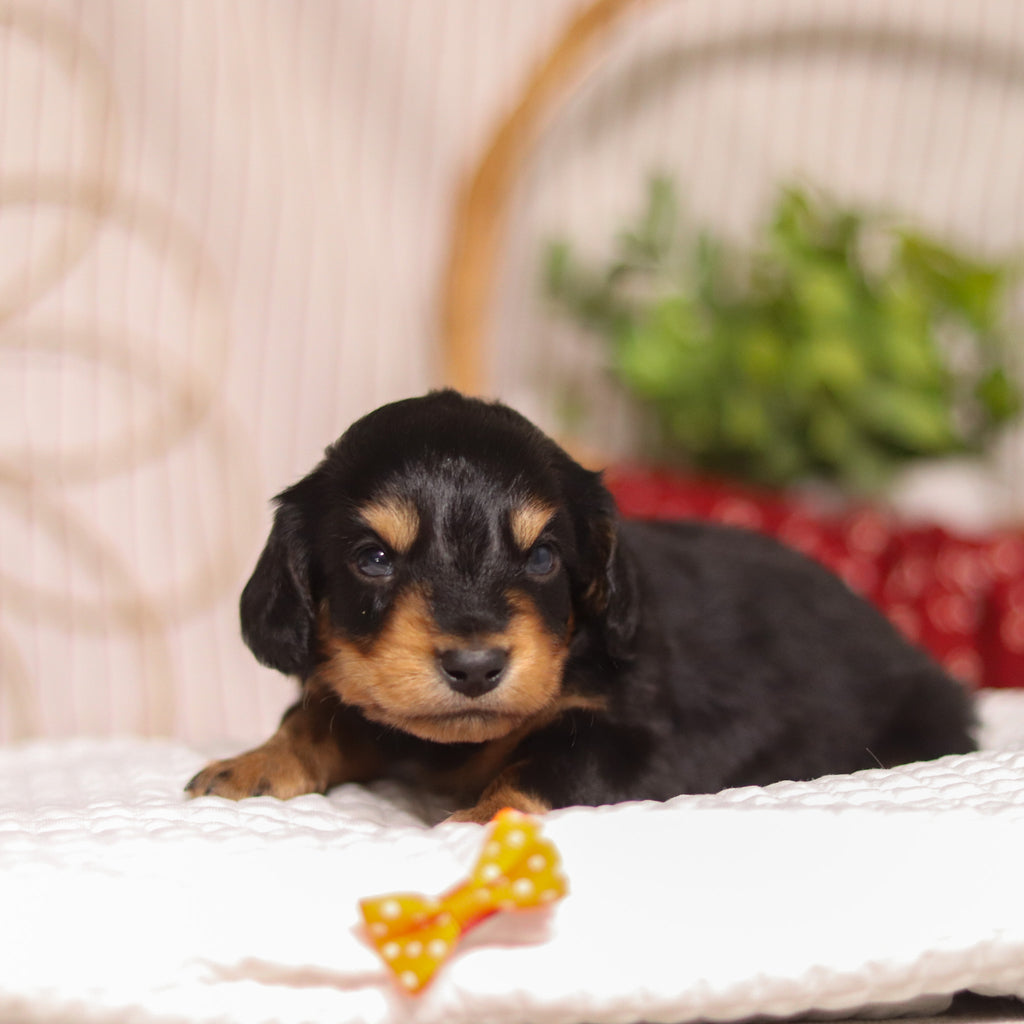 Cotton - Available 4/23