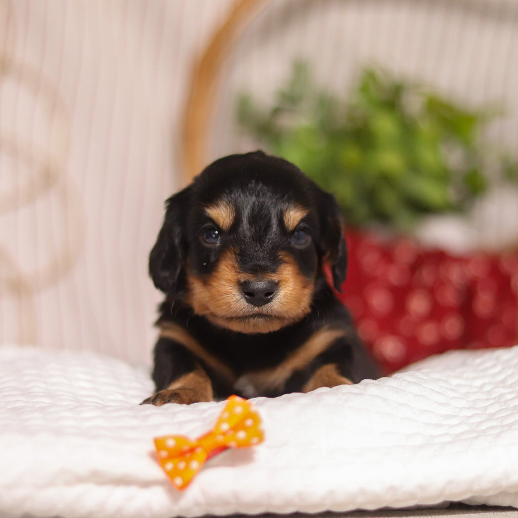 Cotton - Available 4/23