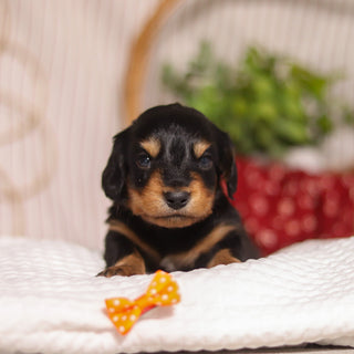 Cotton - Available 4/23